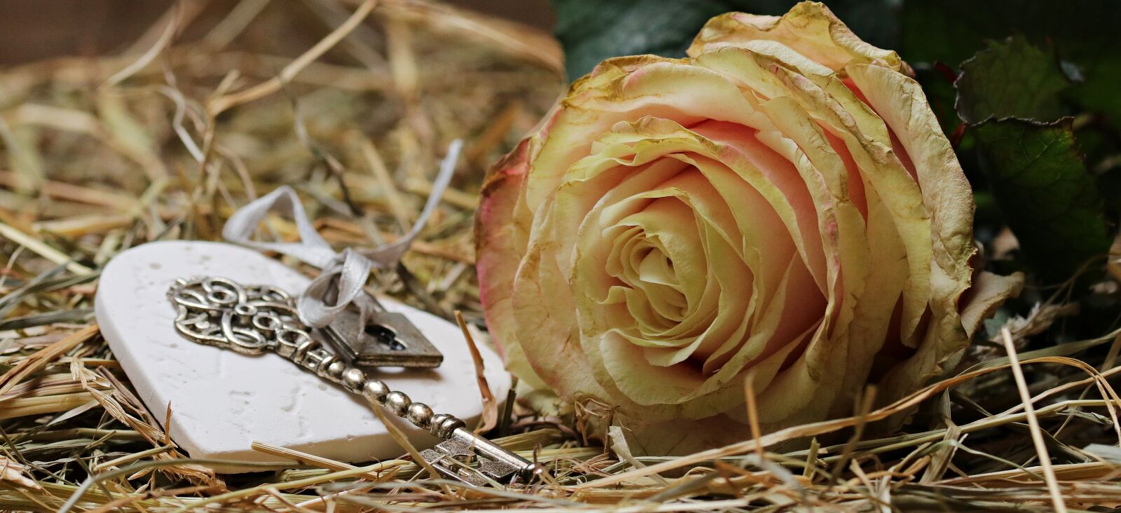 Canon EOS 80D sample photo. Rose, floribunda, blossom photography