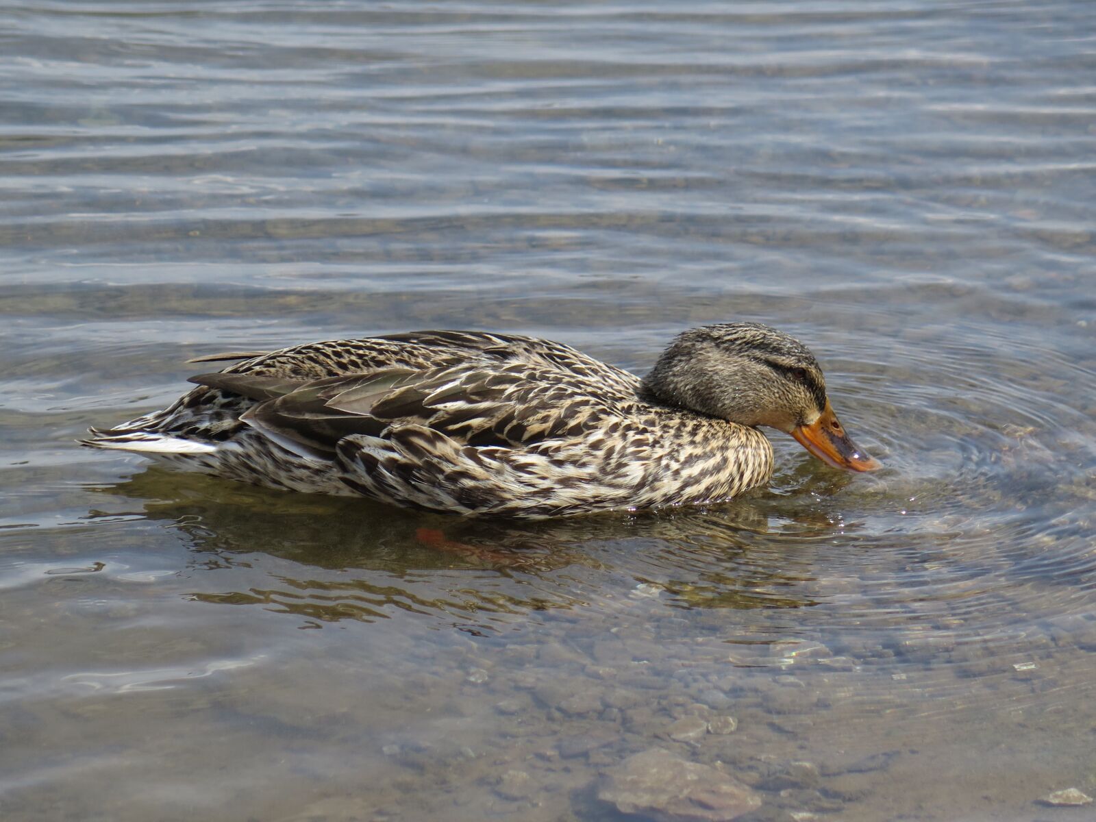 Canon PowerShot G16 sample photo. Mallard, duck, swimming photography