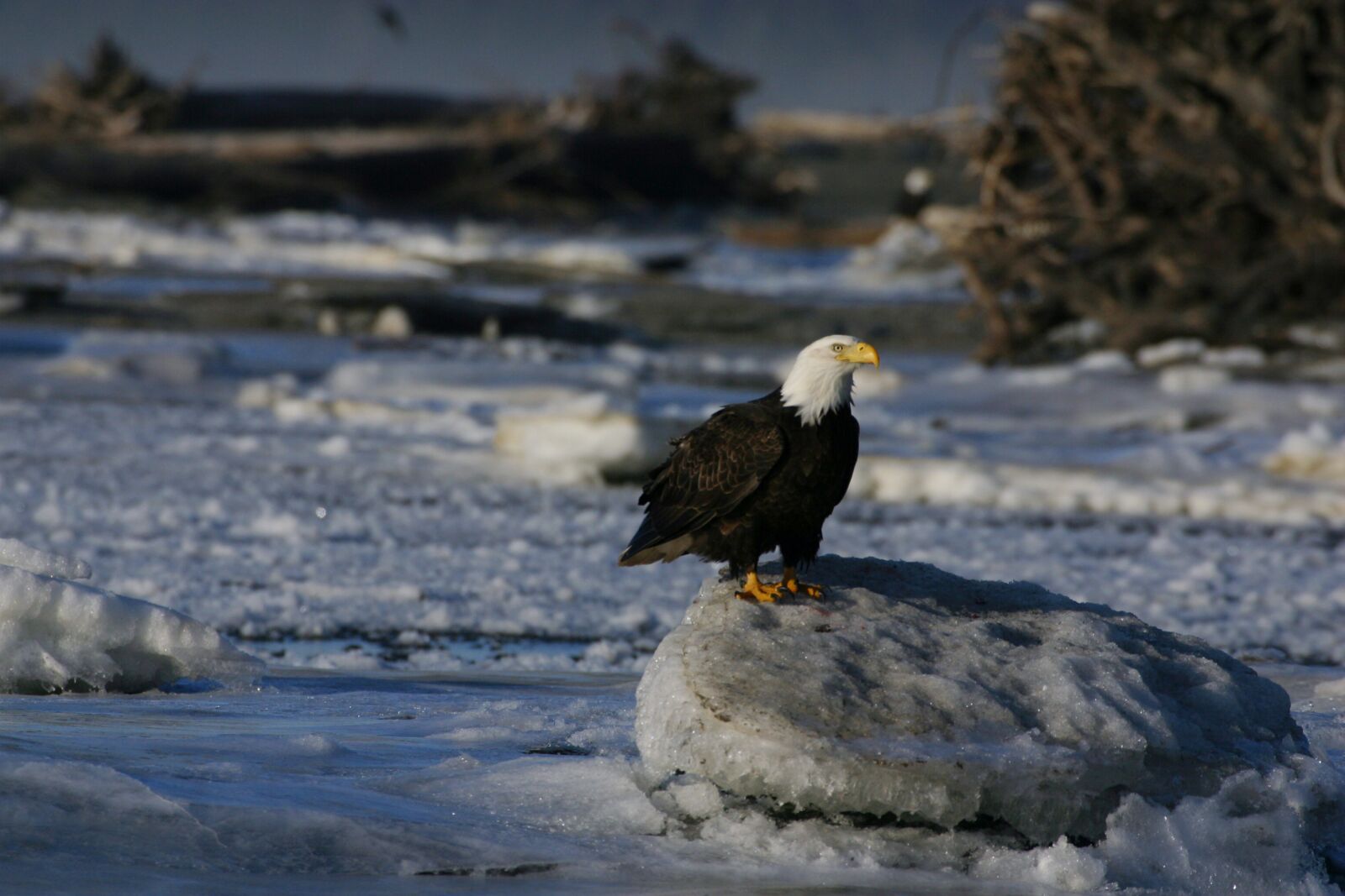Canon EOS D60 sample photo. Eagle on ice, eagle photography