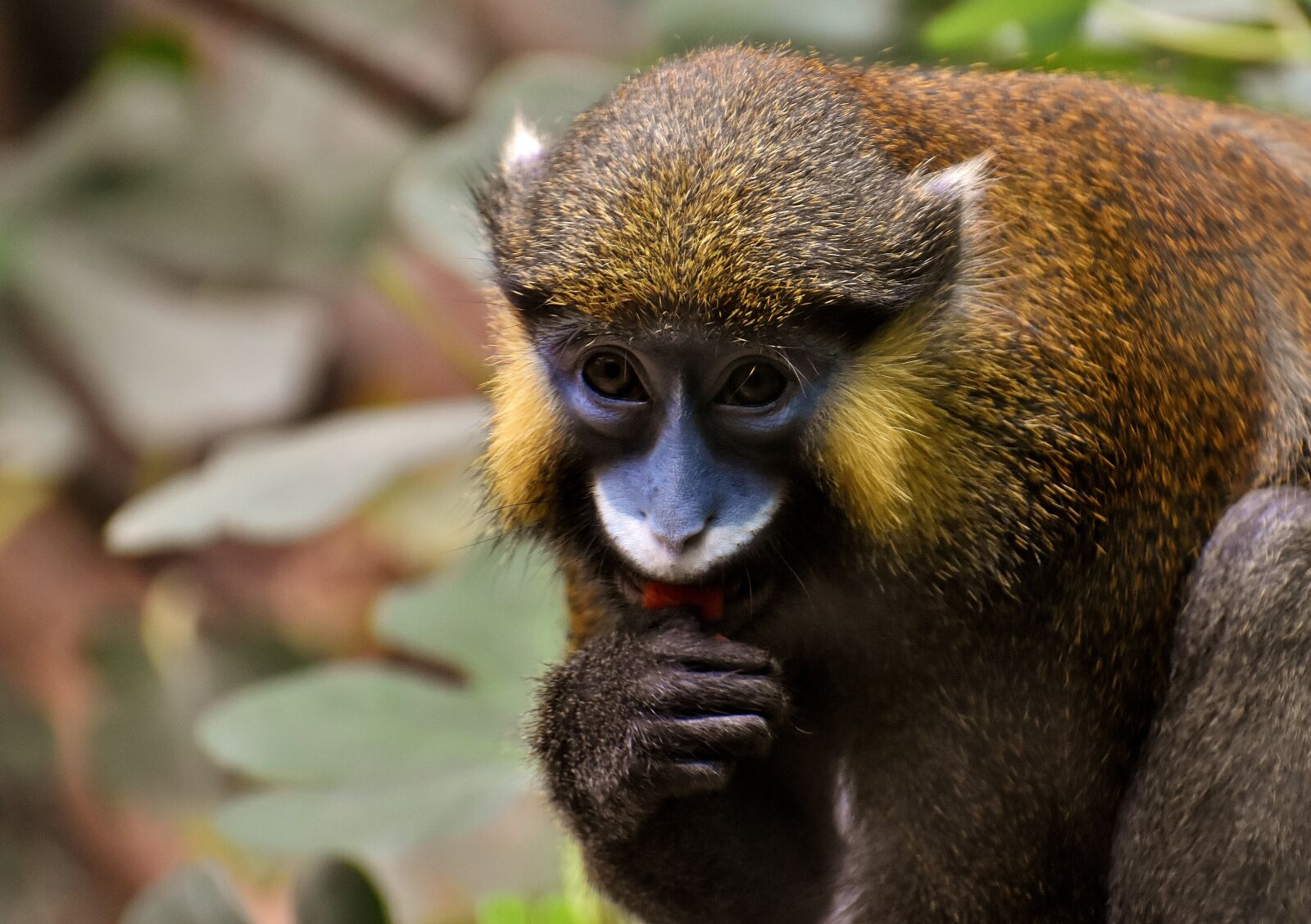 Nikon D7200 sample photo. Monkey, animal, furry photography
