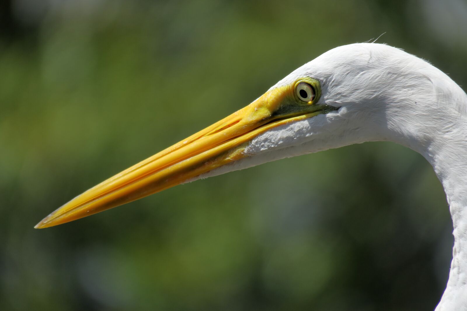 Canon PowerShot G3 X sample photo. Most day-herons and, eastern photography