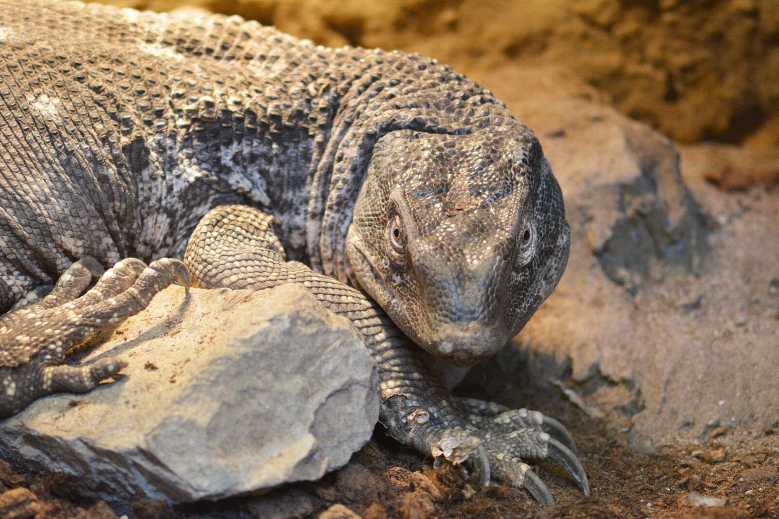 Nikon D7100 sample photo. The lizard, zoo, animal photography