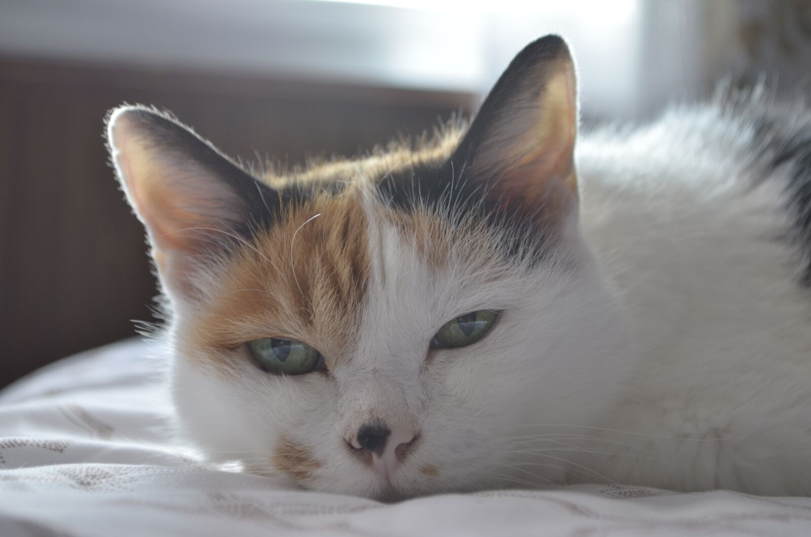 Nikon D5100 sample photo. Calico, cat, animal photography