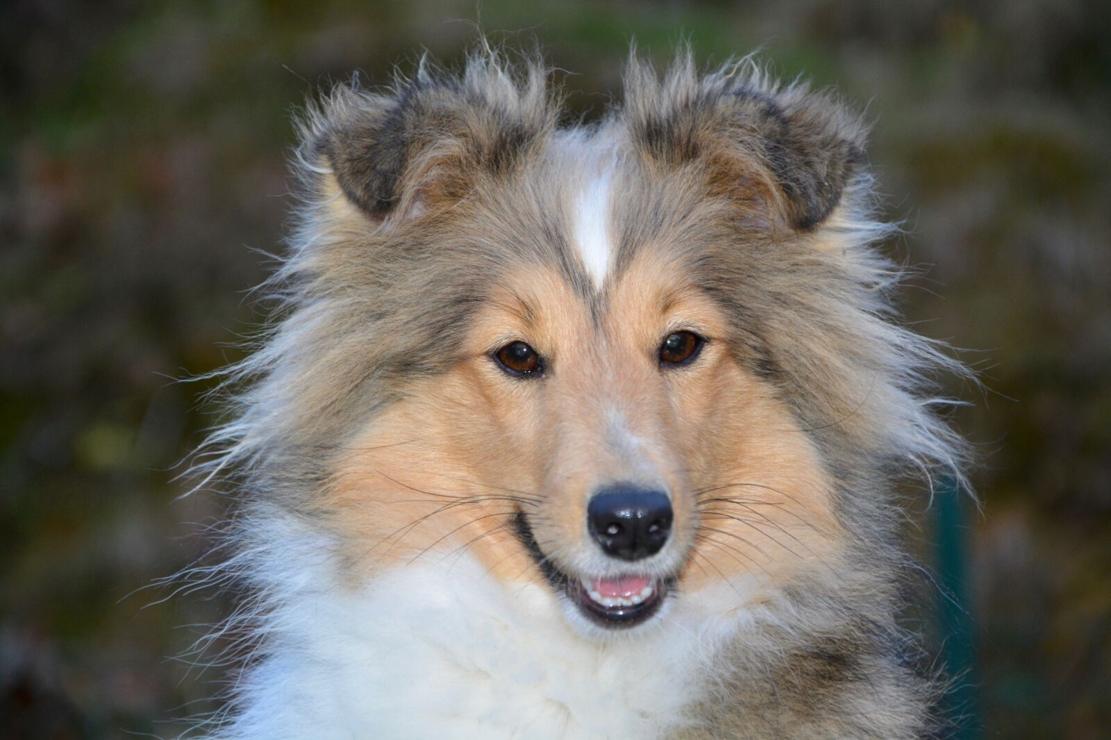 Nikon D5200 sample photo. Dog, bitch, dog berger photography