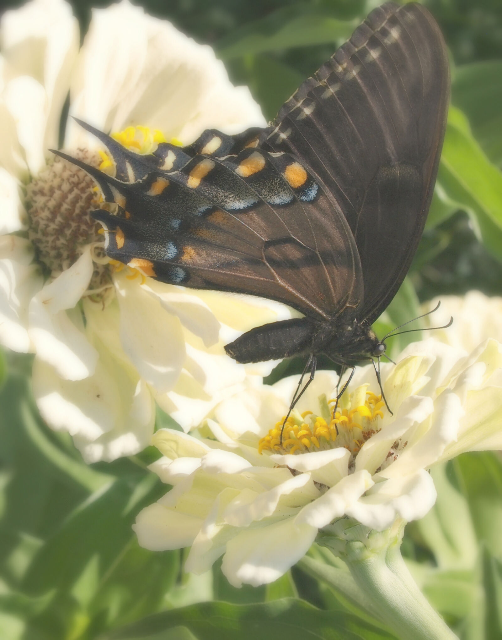 Olympus M.Zuiko Digital ED 14-42mm F3.5-5.6 L sample photo. Beautiful, flowers, butterflies, butterfly photography