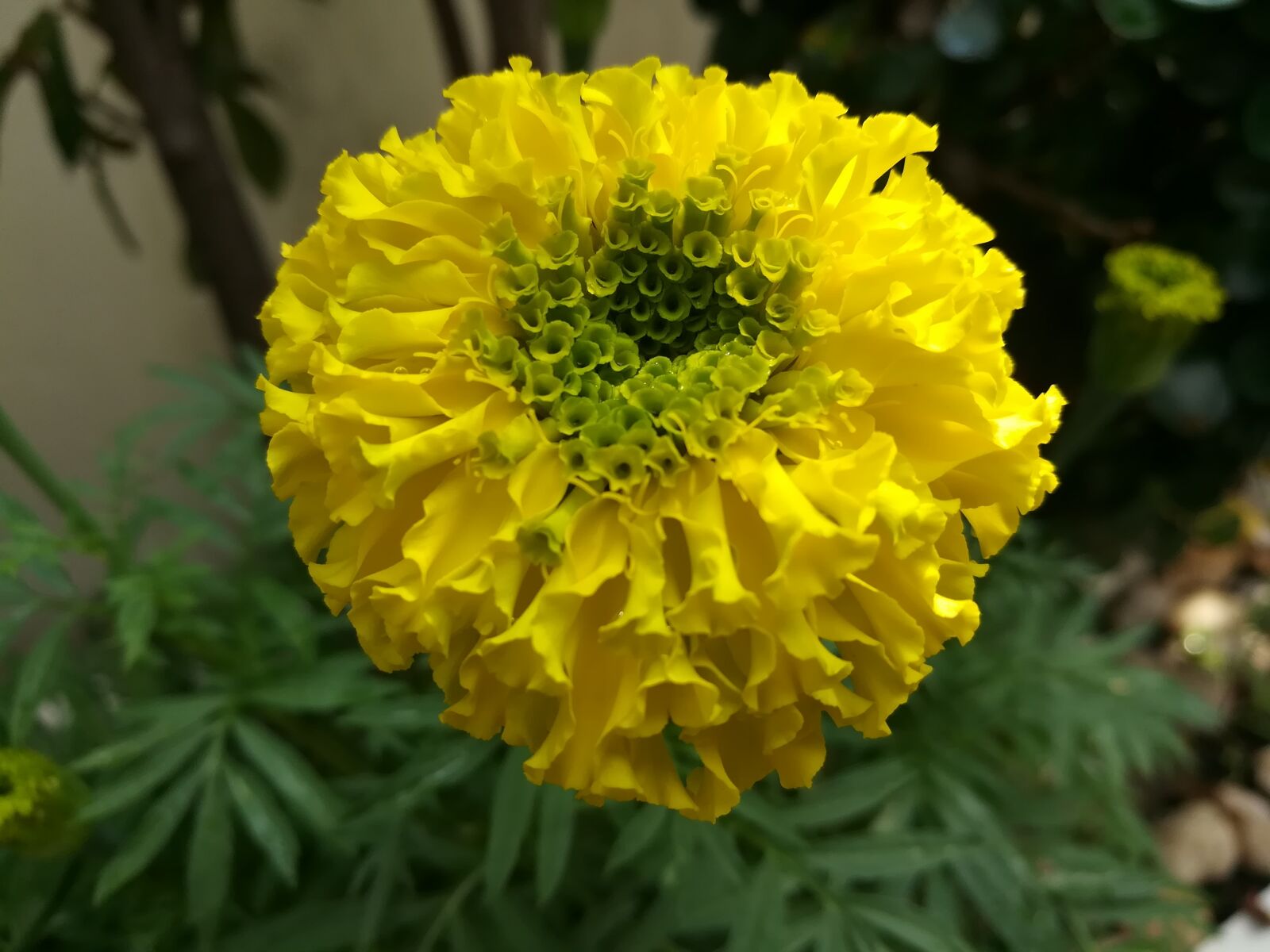 HUAWEI GR5 2017 sample photo. Marigold, flowers, yellow photography