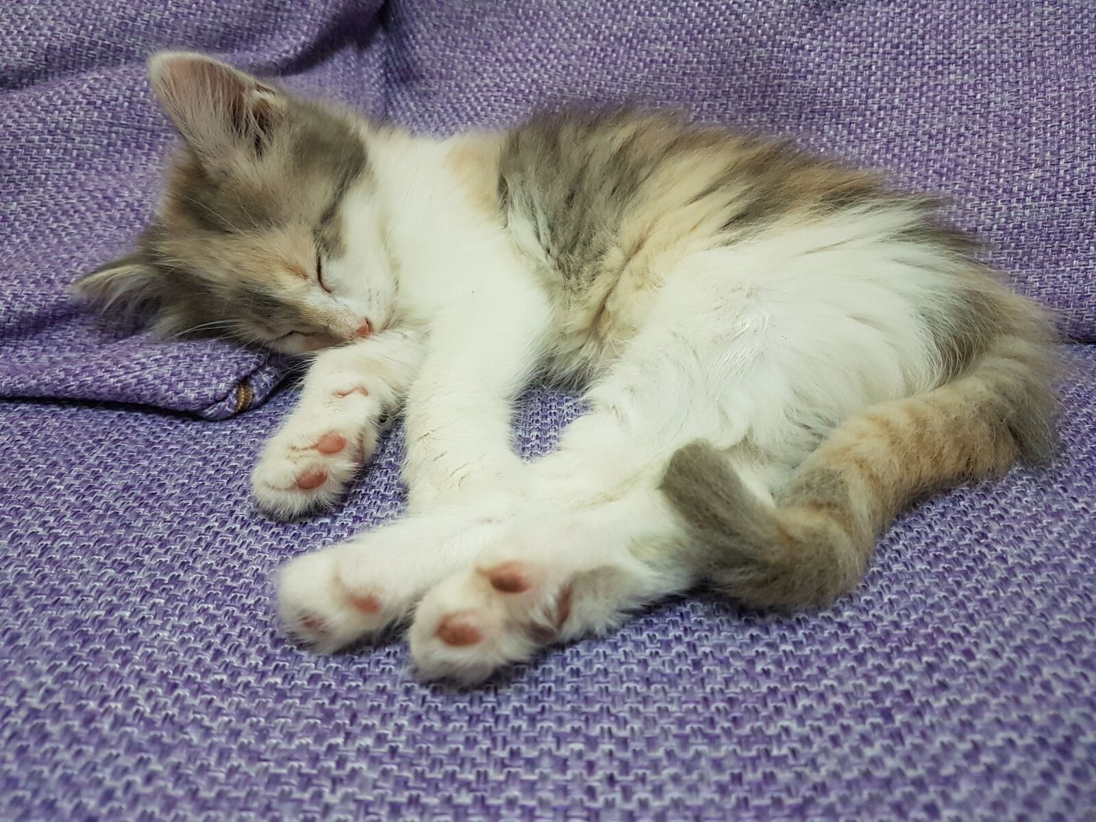 Samsung Galaxy S7 Edge sample photo. Cat, dreams, sleeps photography