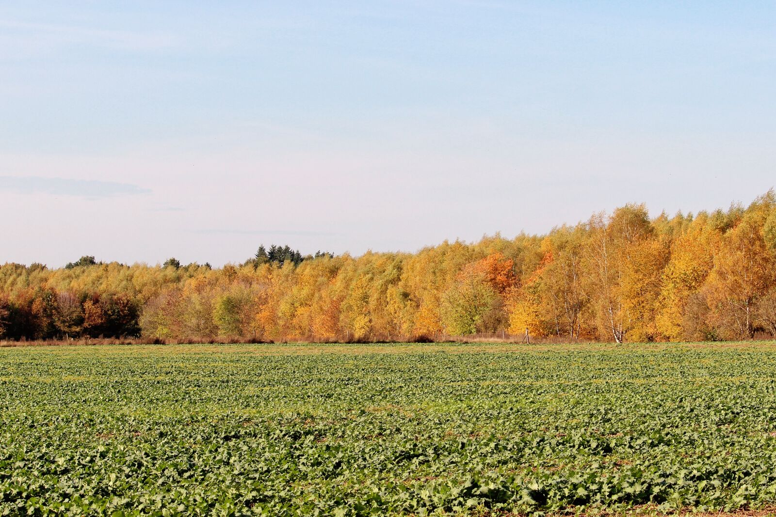 Canon EF-S 55-250mm F4-5.6 IS II sample photo. Autumn colours, trees, fall photography