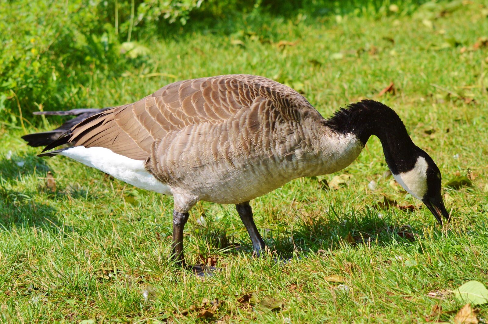 Nikon D3200 sample photo. Wild goose, goose, water photography