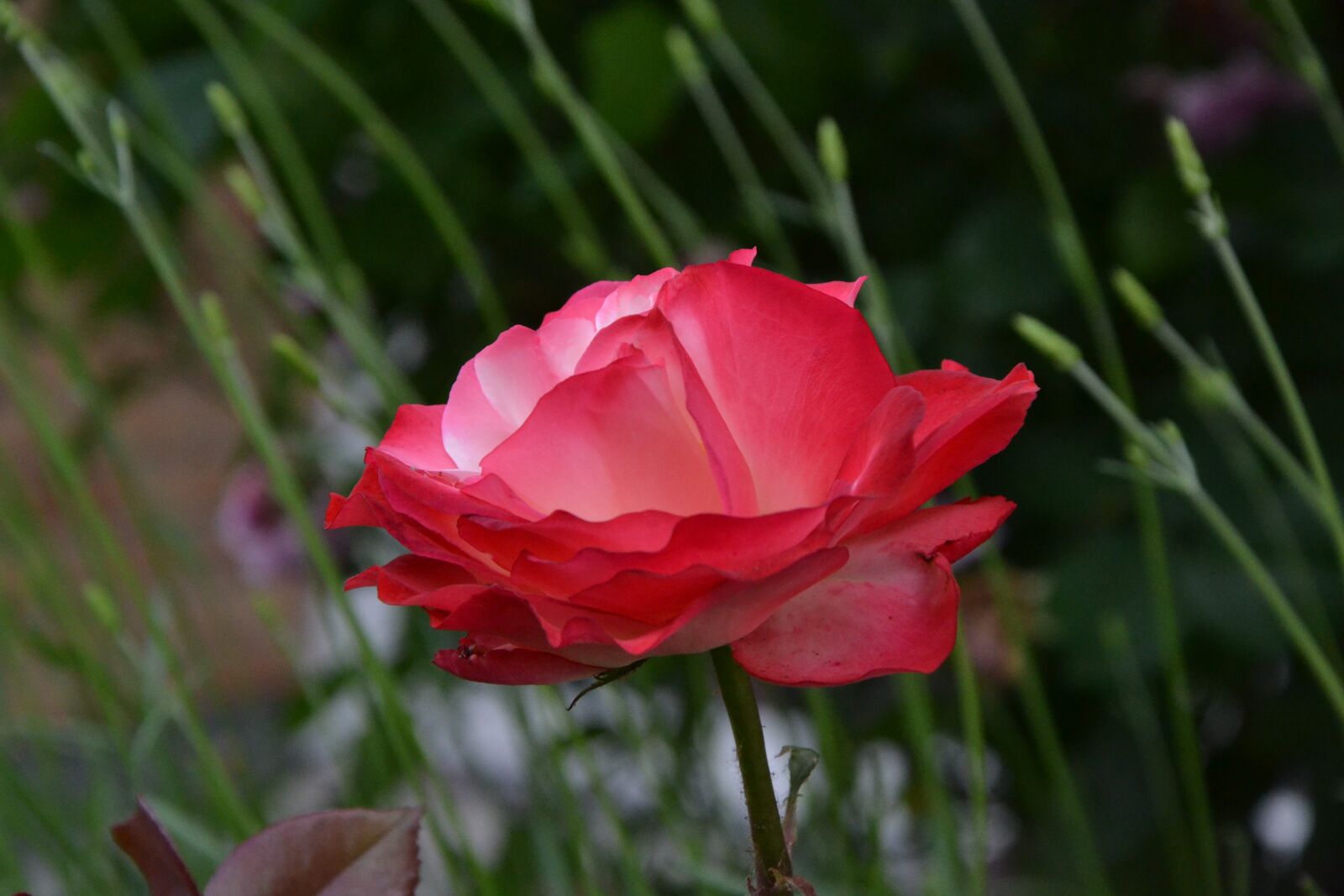 Nikon D3100 sample photo. Flower, red, grass photography