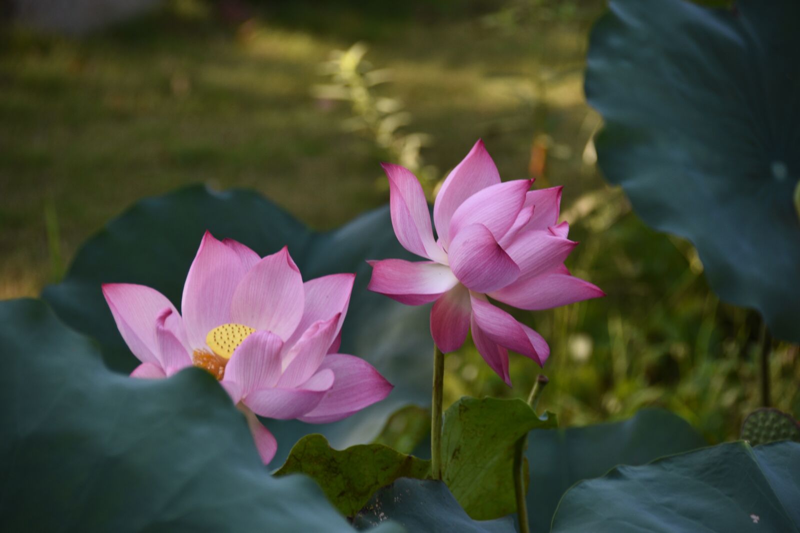 Nikon D7200 sample photo. Lotus, fragrant, pink photography