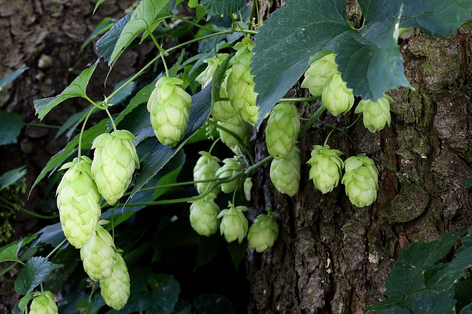 Nikon Coolpix P900 sample photo. Hop cones, plant, hop photography