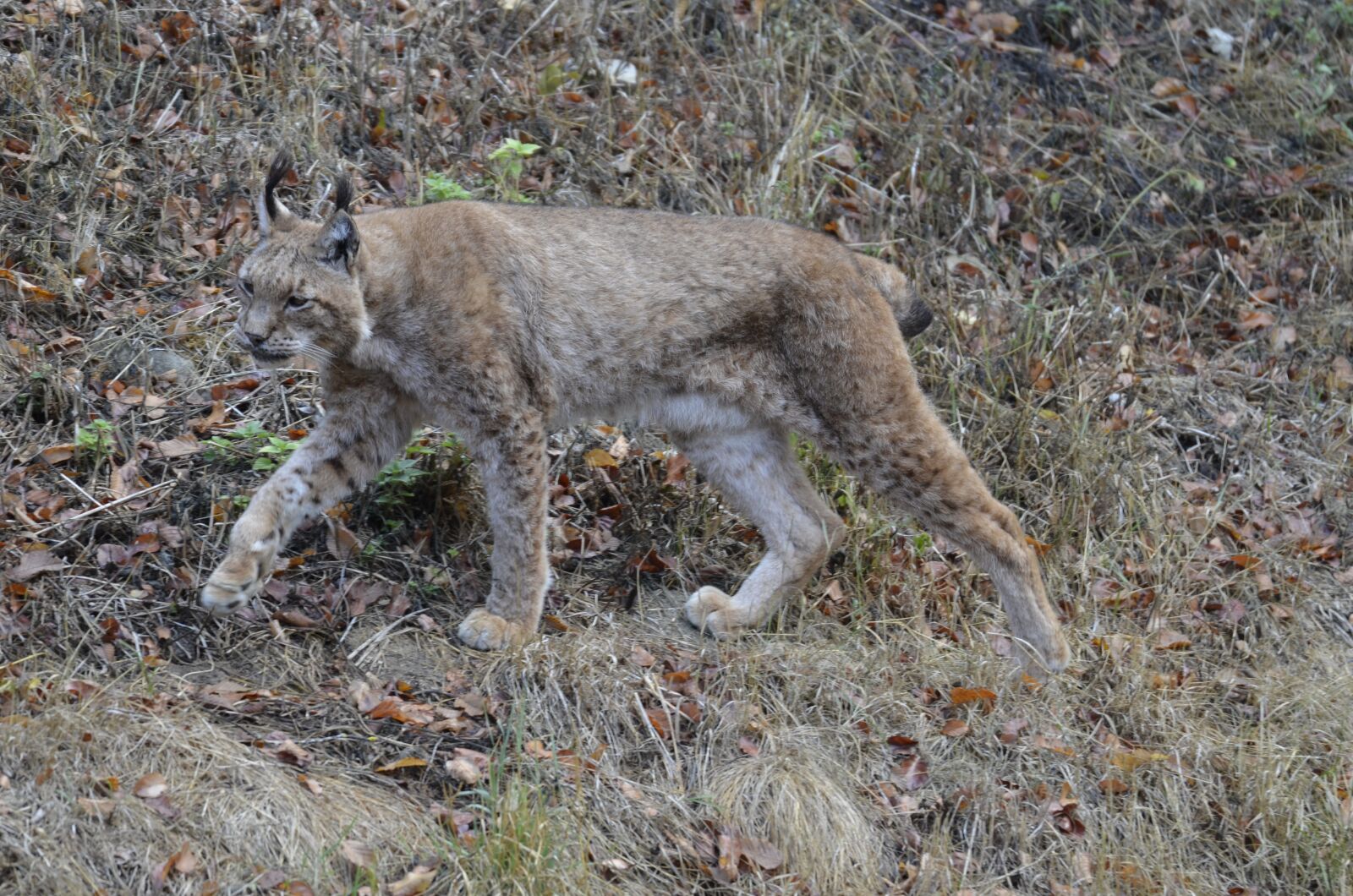 Nikon D5100 sample photo. Lynx, big cat, wildcat photography