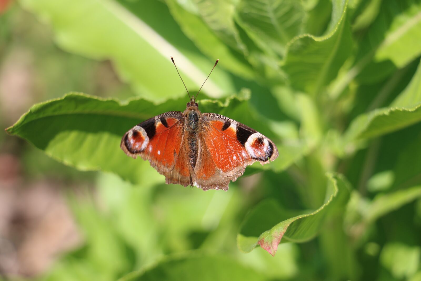 Canon EOS 70D sample photo. Nature, butterfly, peacock photography
