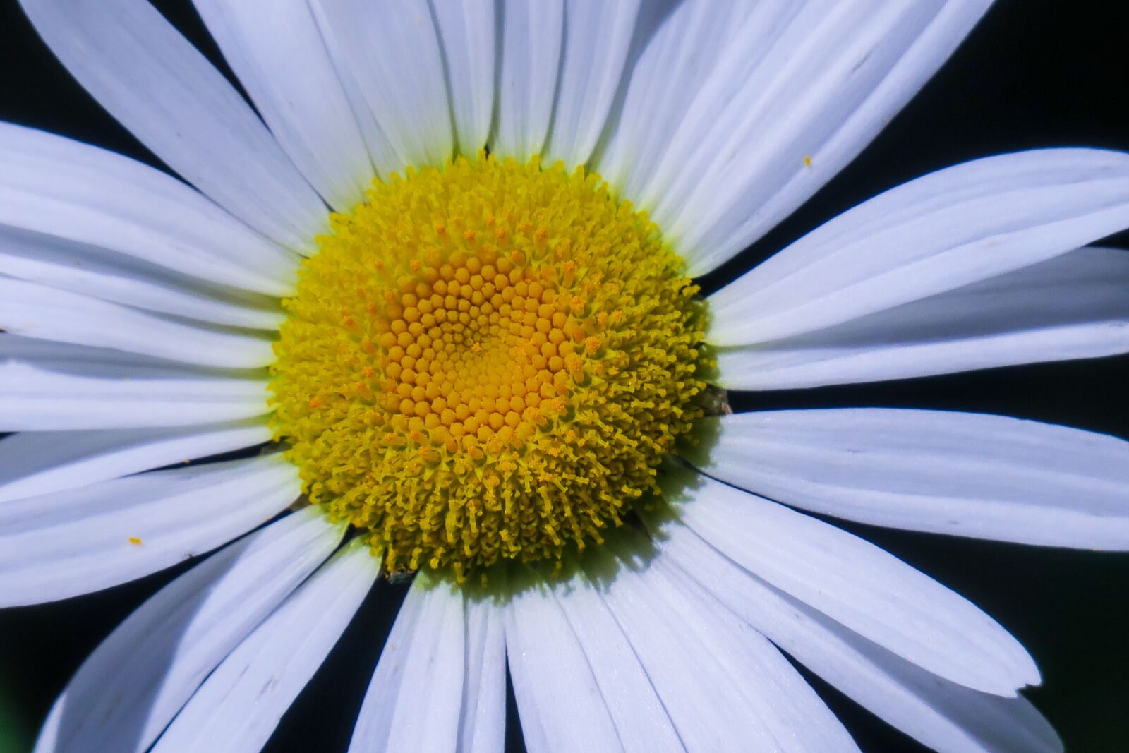 Canon PowerShot G3 X sample photo. Flower, natural, summer photography
