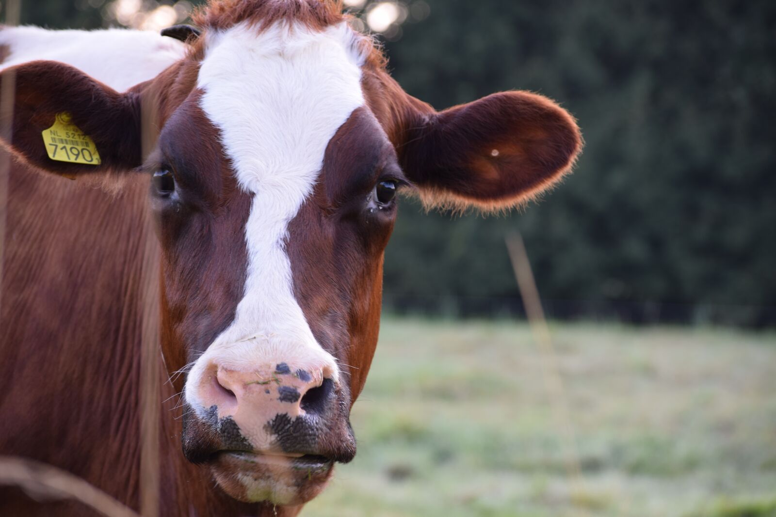 Nikon D3300 sample photo. Beef, farm, cattle photography