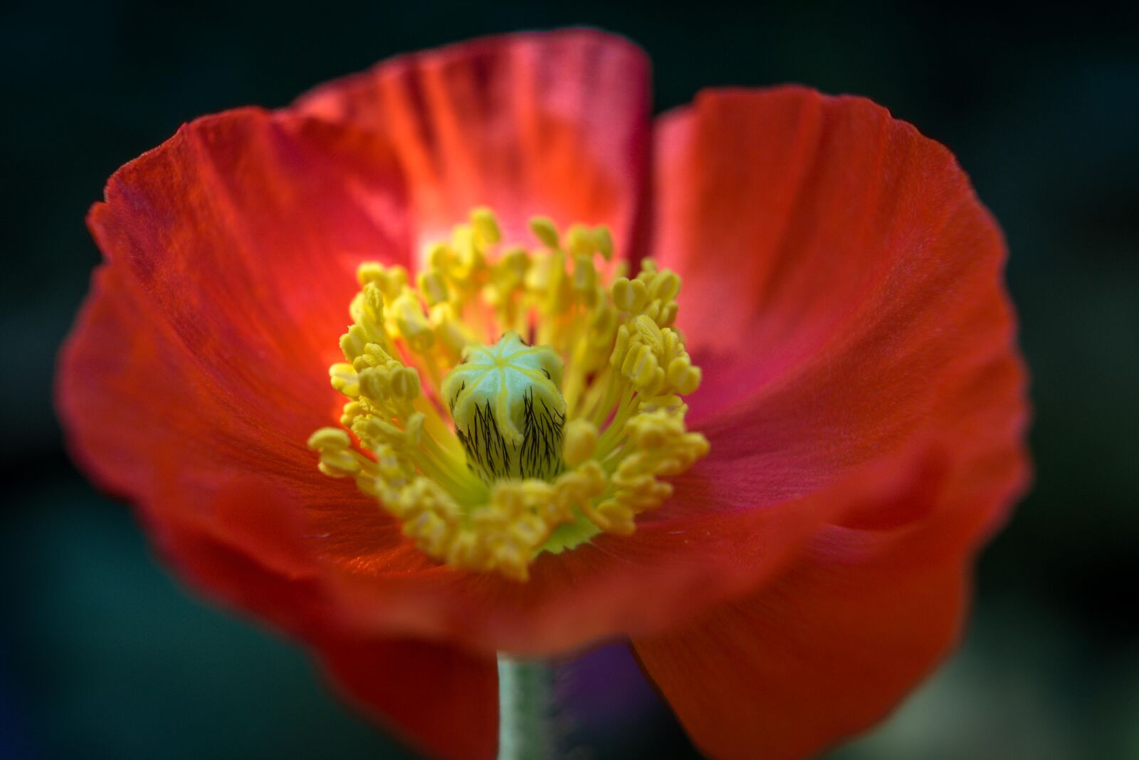 Sony a6000 + Sony E 35mm F1.8 OSS sample photo. Island-poppy, flower, blossom photography