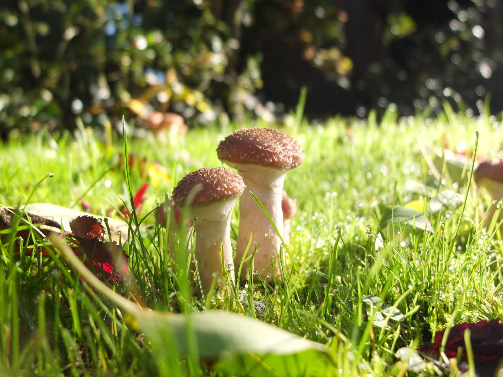 Fujifilm X10 sample photo. Mushrooms, garden, rush photography
