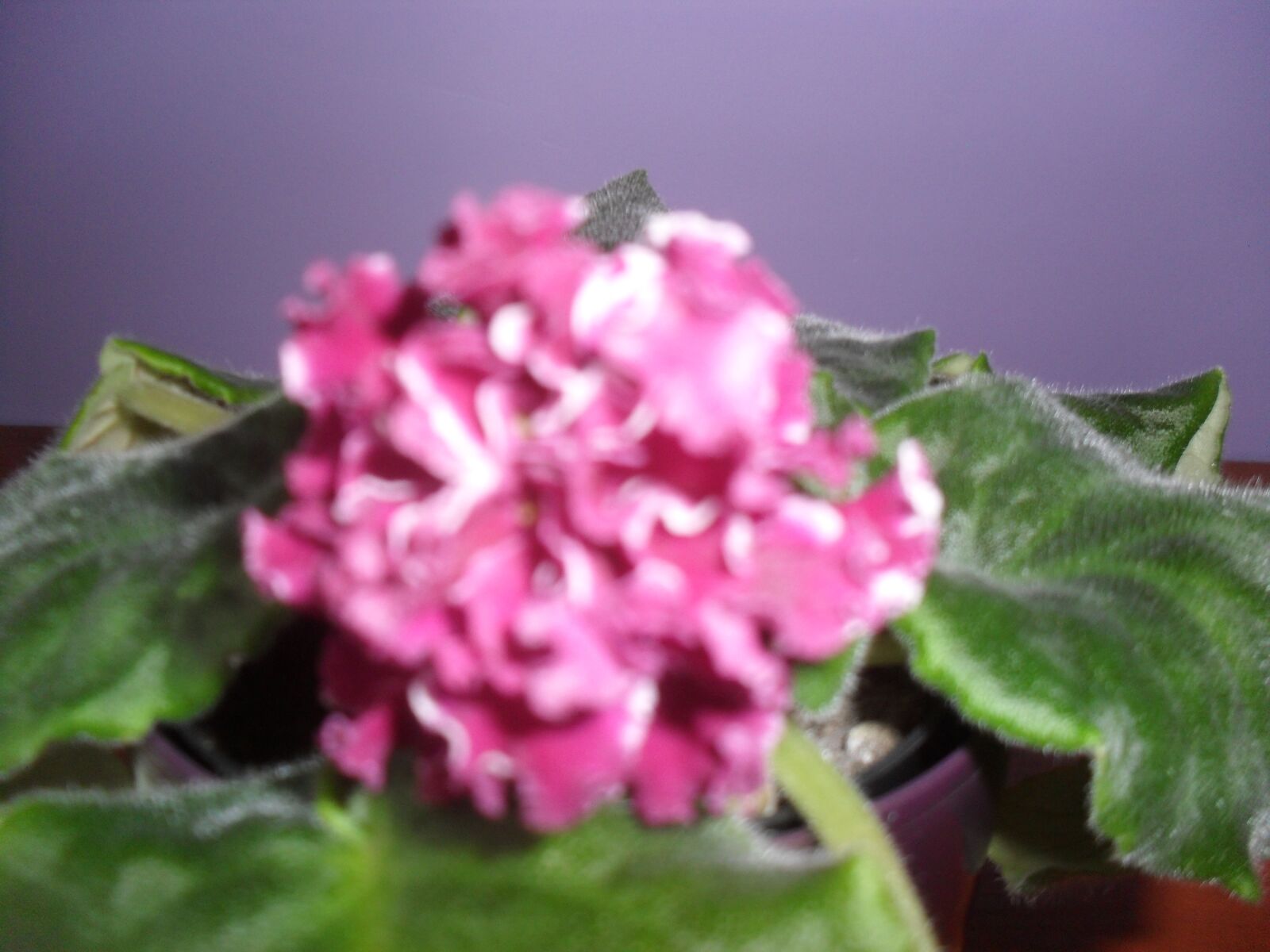 Samsung ES60 / VLUU ES60 /  SL105 /  ES63 sample photo. Violet, pink, flowers photography