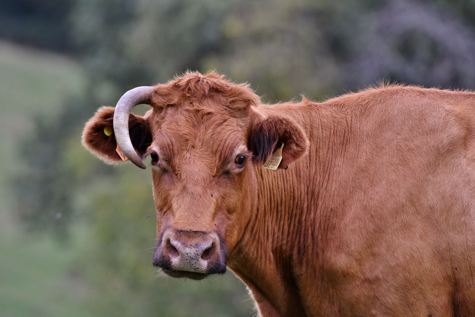 Nikon D500 sample photo. Cow, head, horn photography