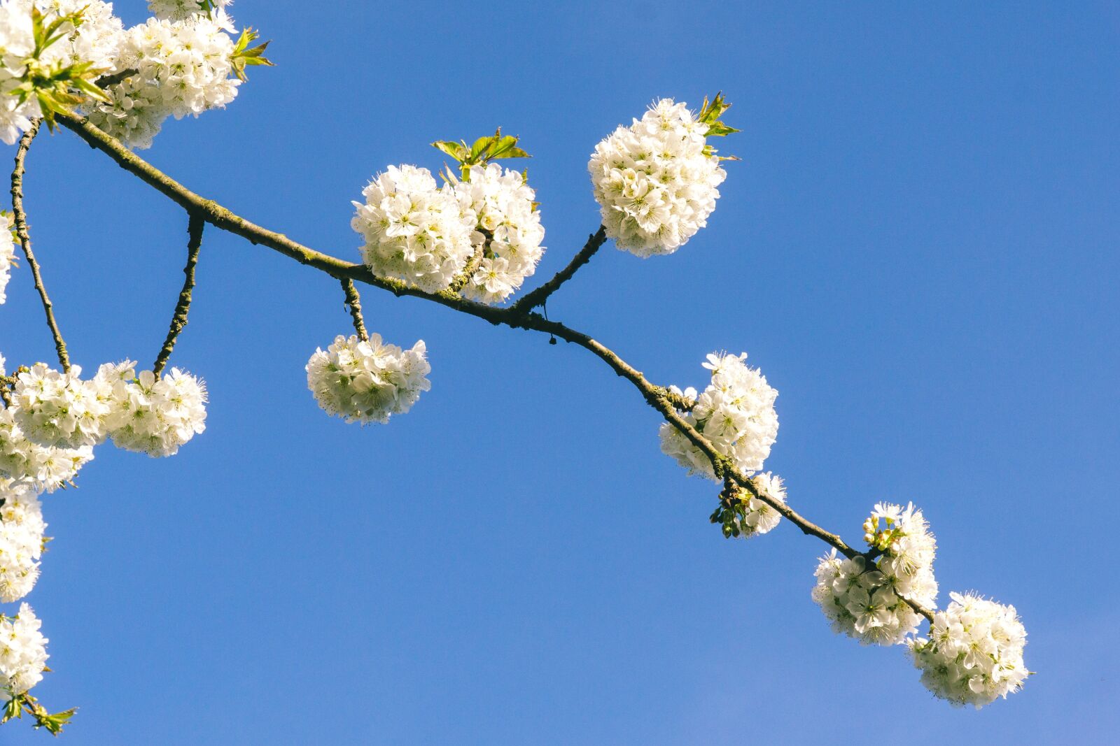 Sony a6000 + Sony E PZ 18-105mm F4 G OSS sample photo. Branch, plant, flower photography