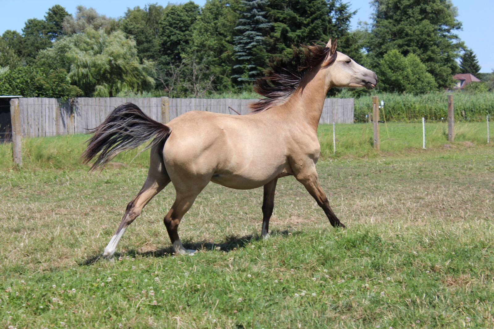 Canon EOS 600D (Rebel EOS T3i / EOS Kiss X5) sample photo. Horse, pony, foal photography