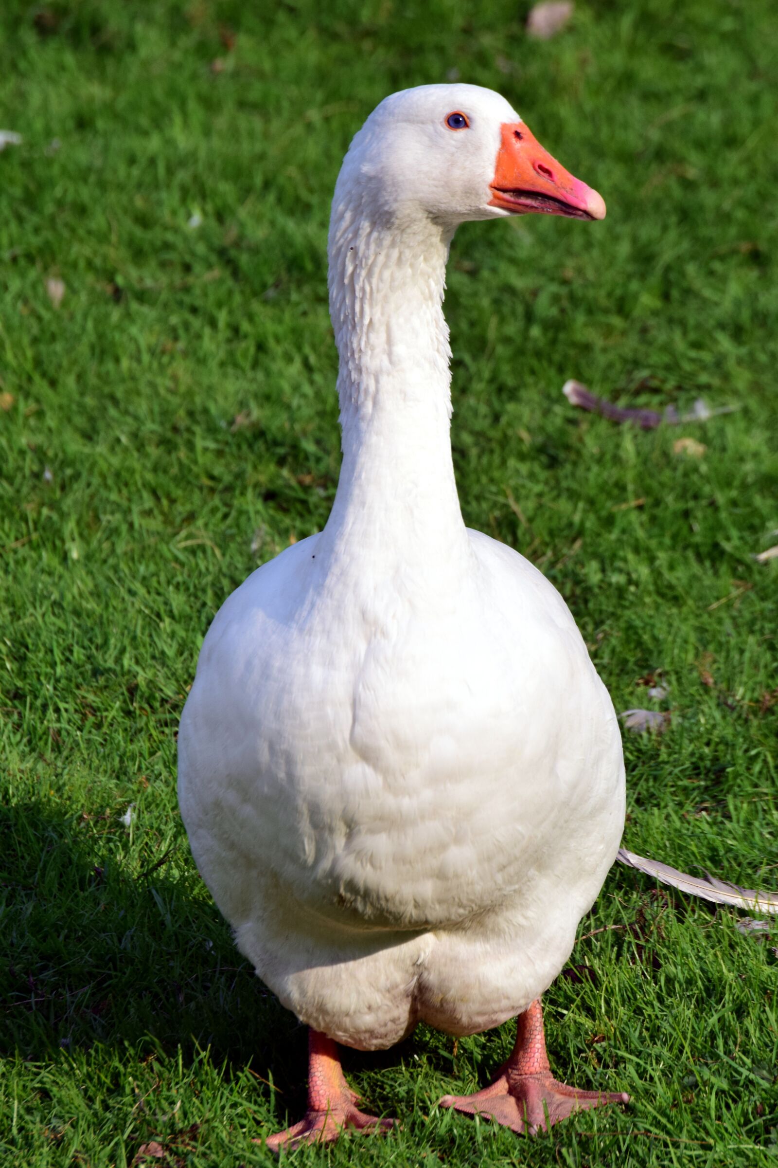 Nikon D3300 sample photo. Bird, poultry, goose photography