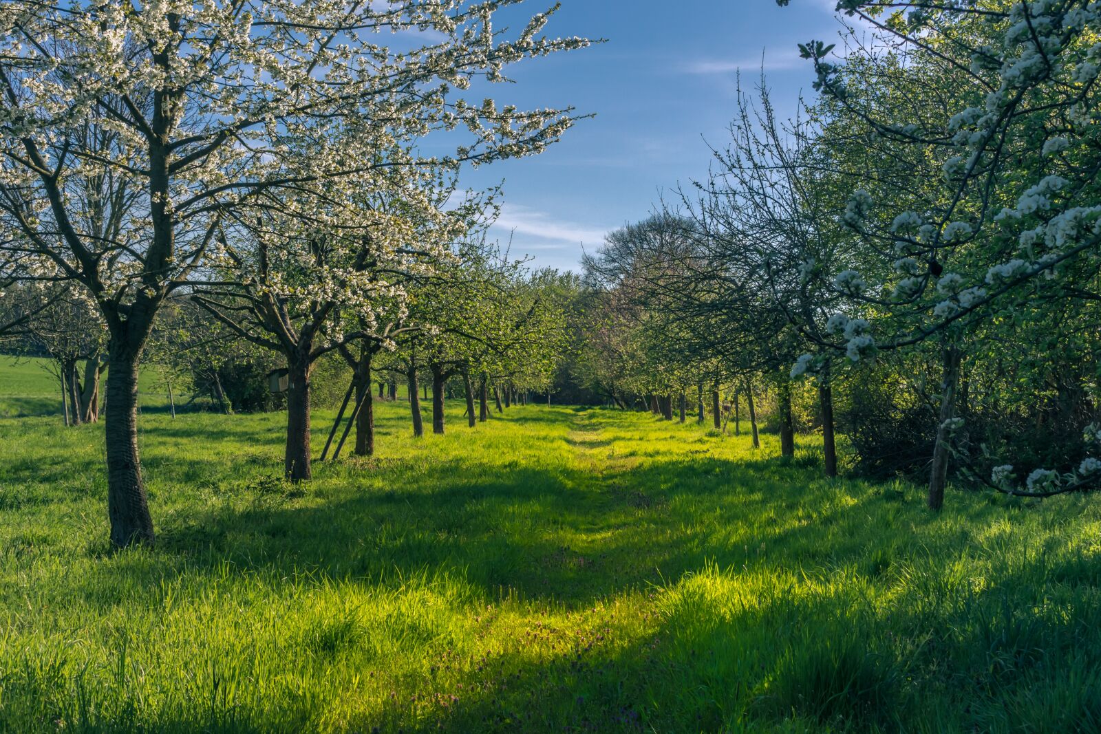 Canon EOS 700D (EOS Rebel T5i / EOS Kiss X7i) sample photo. Spring, fruit trees, flowers photography