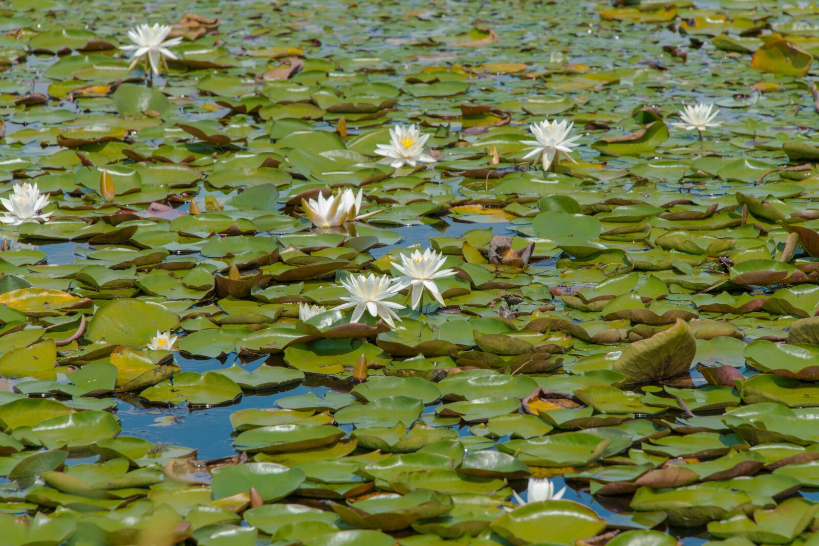 Nikon D800 sample photo. Pond, plants, flowers photography