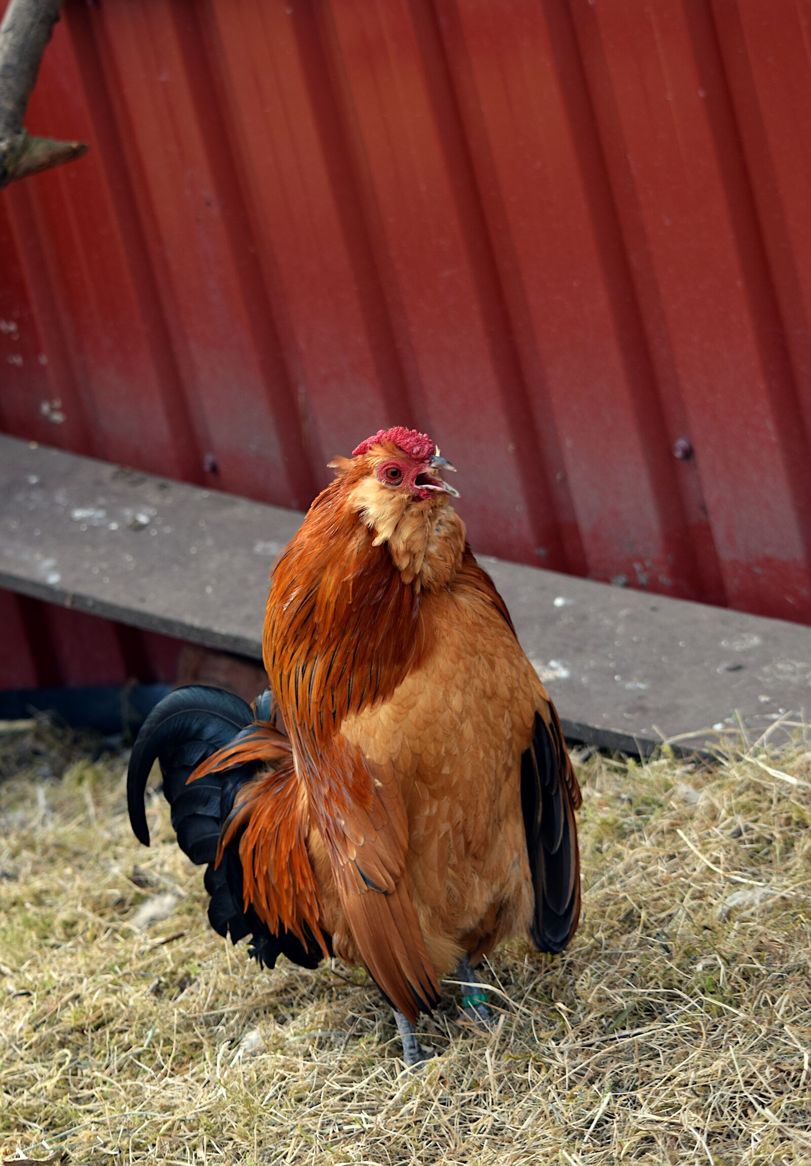Nikon D5300 sample photo. Hahn, bantam, poultry photography