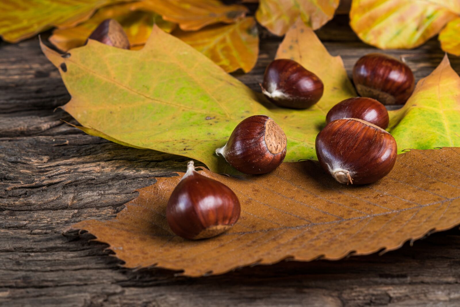 Sony DT 50mm F1.8 SAM sample photo. Chestnuts, leaves, foliage photography