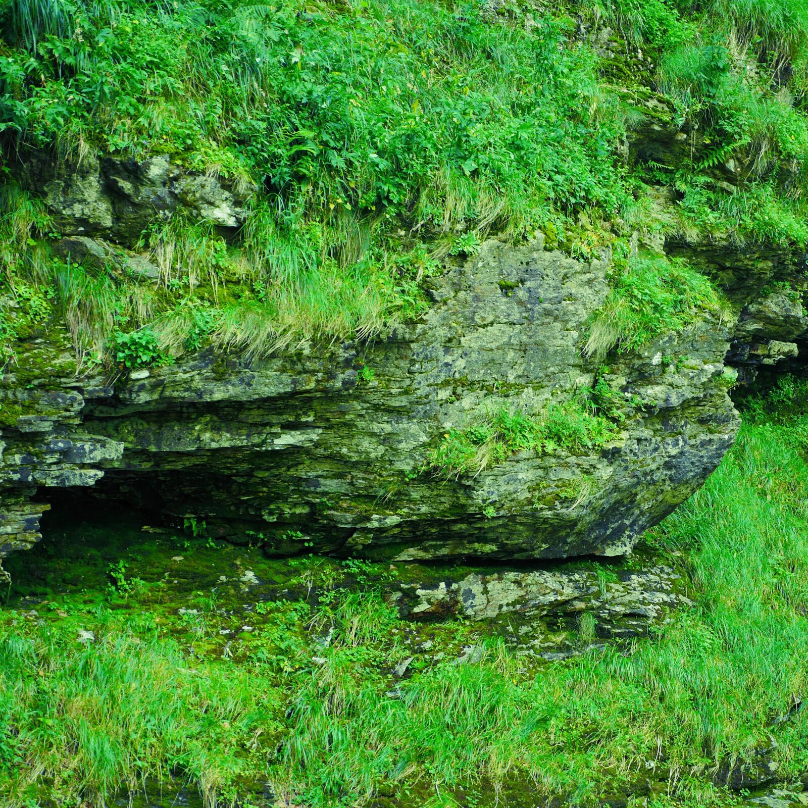 Panasonic Lumix DMC-GH3 sample photo. Green, grass, fouling photography