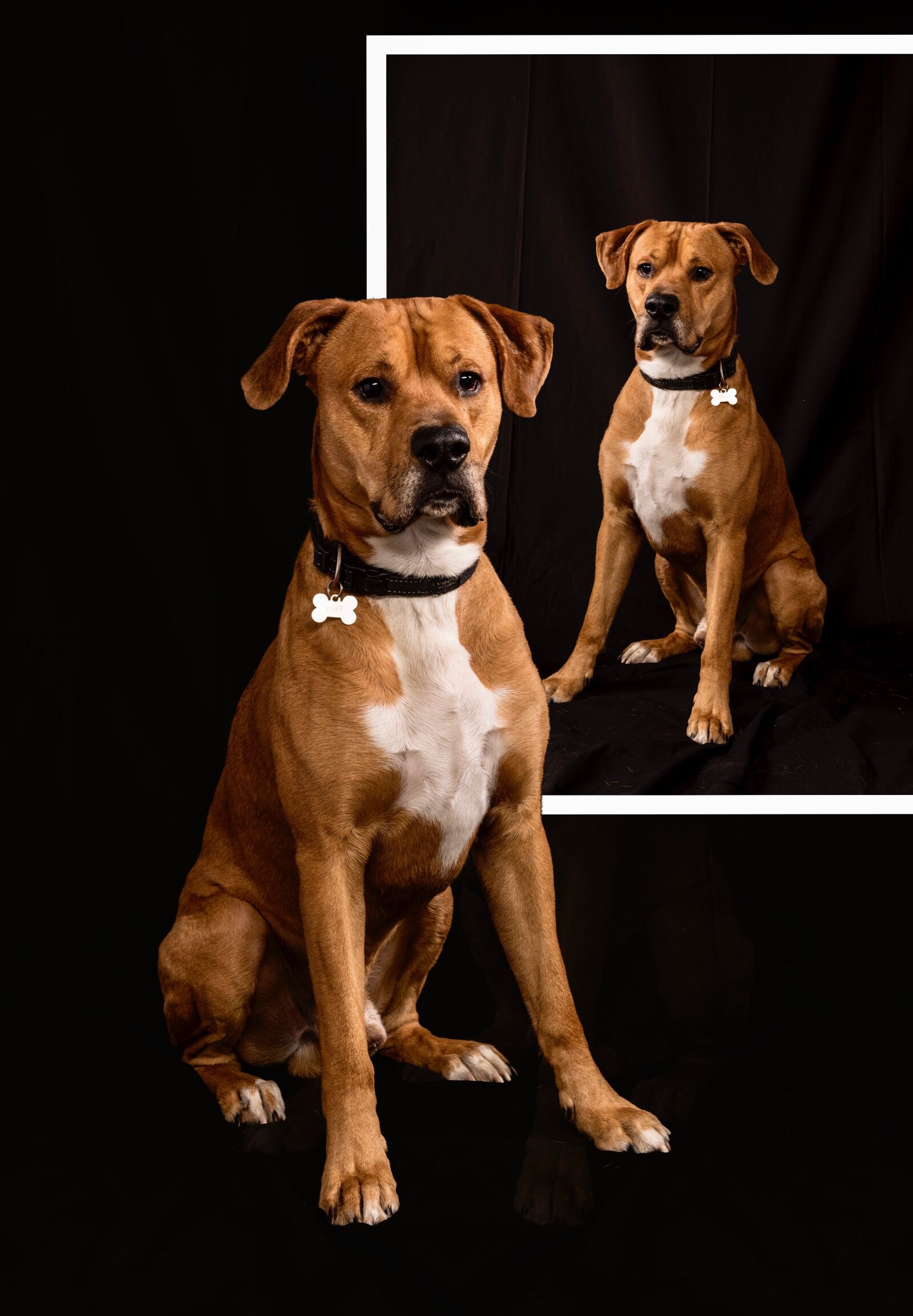 Nikon D750 sample photo. Canis lupus familiaris, canidae photography