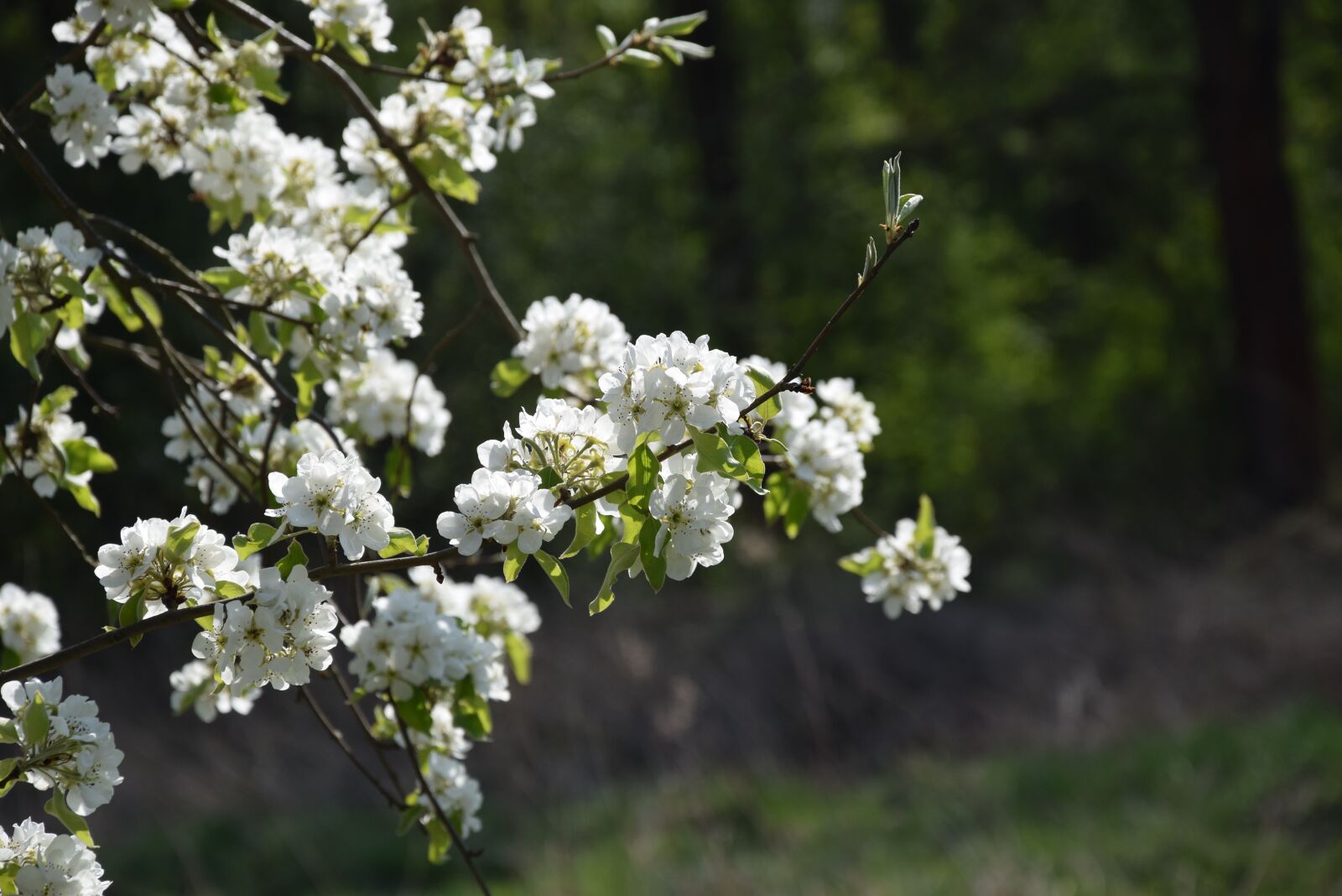 Nikon D5300 sample photo. Flower, nature, spring photography