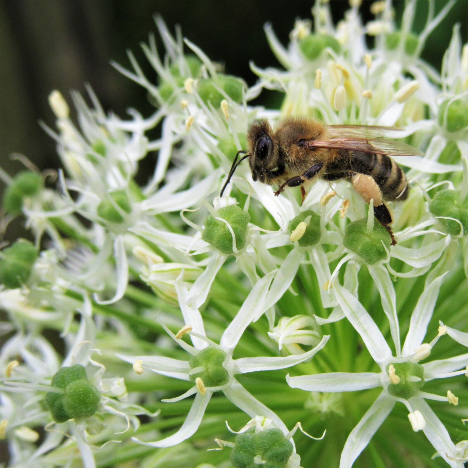 Canon PowerShot SX610 HS sample photo. Bee, ornamental onion, pollination photography