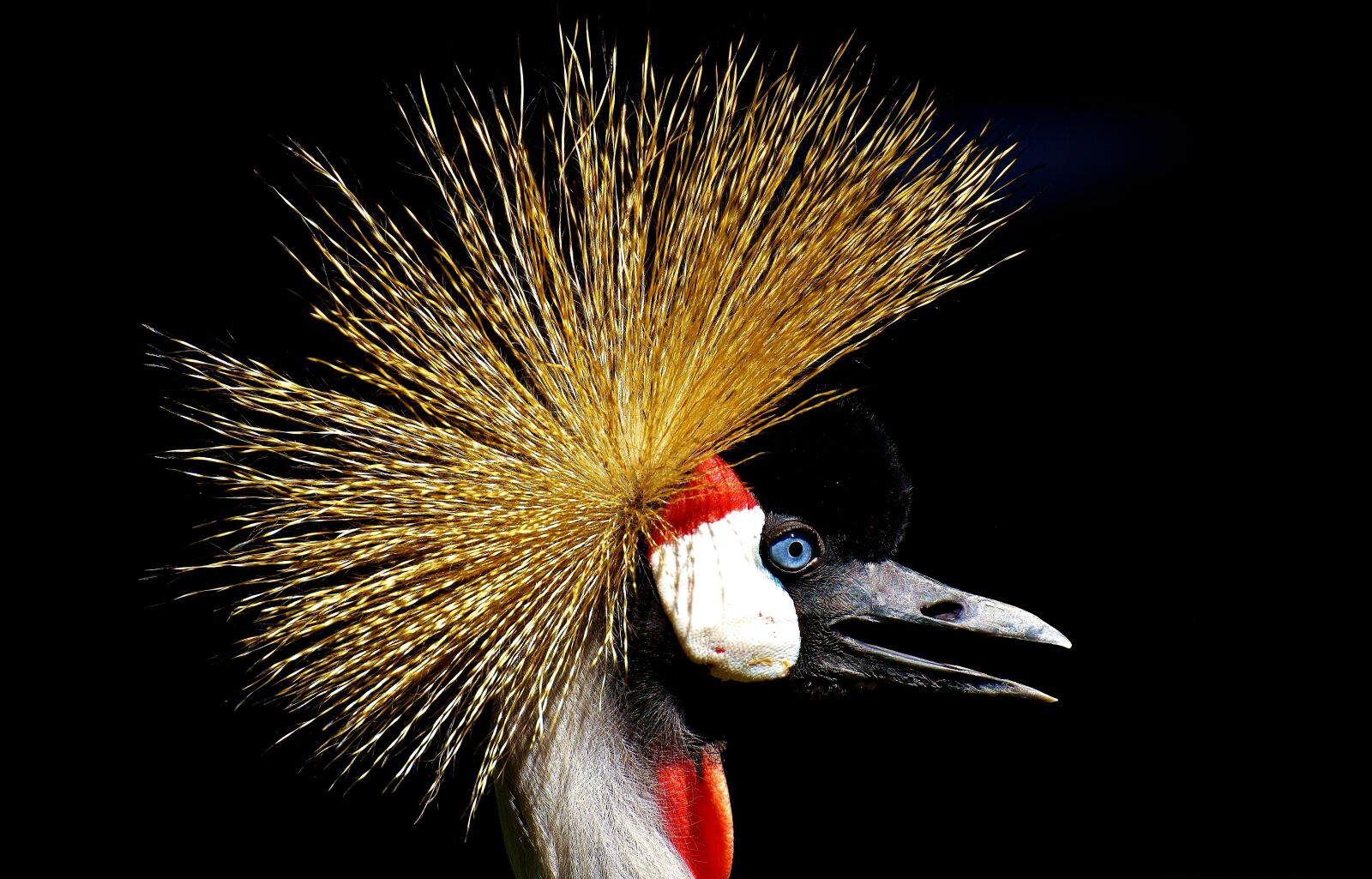 Nikon D7200 sample photo. Grey crowned crane, baleurica photography