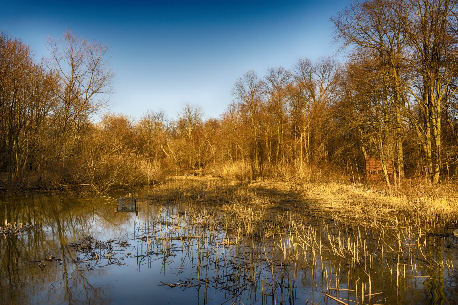 Nikon D7200 sample photo. Nature, reflection, tree photography