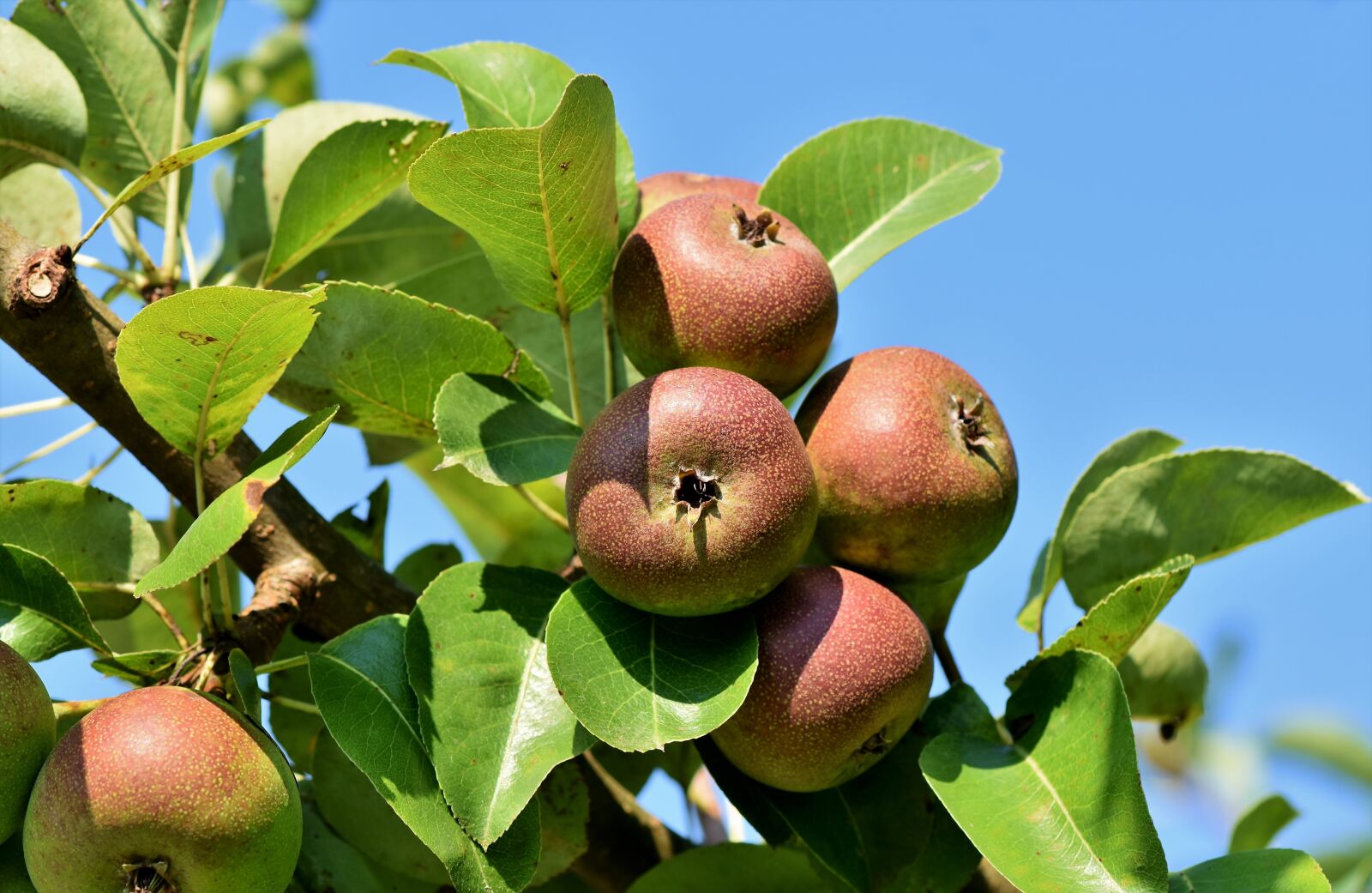 Nikon D7200 sample photo. Apple, apple tree, fruit photography