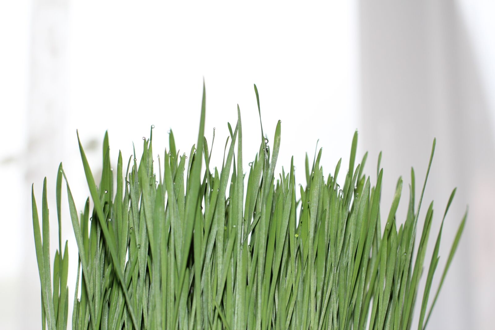 Canon EOS 600D (Rebel EOS T3i / EOS Kiss X5) + Canon EF 50mm F1.4 USM sample photo. Grass, drop of water photography