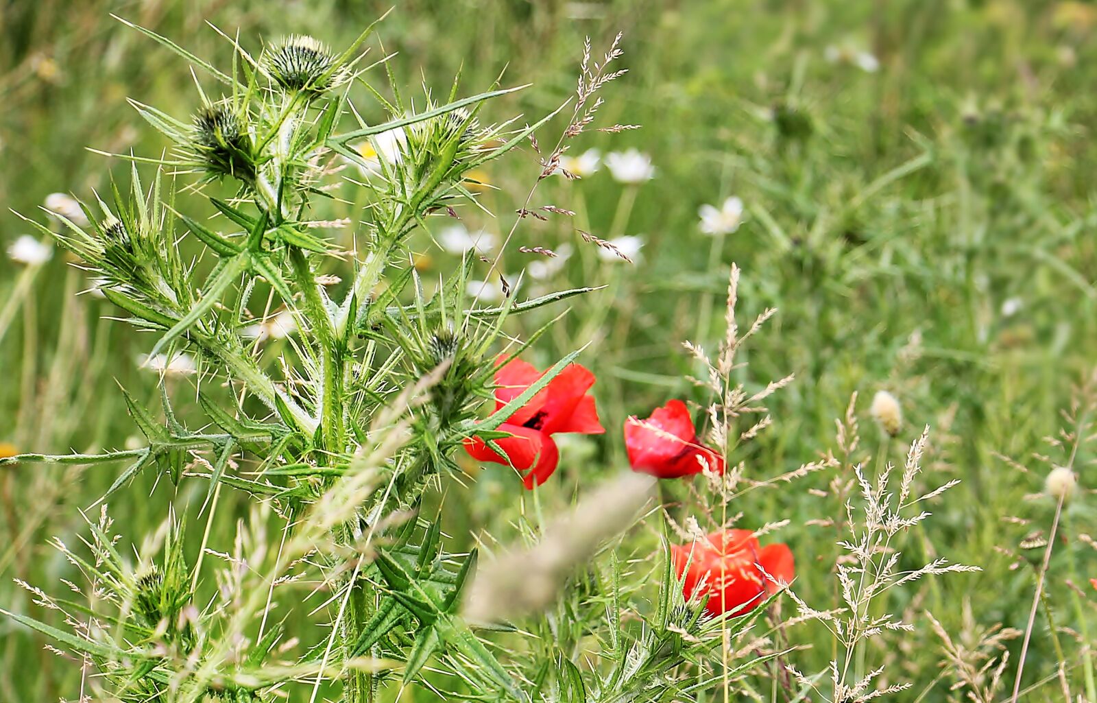 Canon EOS 550D (EOS Rebel T2i / EOS Kiss X4) sample photo. Thistle, poppy, klatschmohn photography