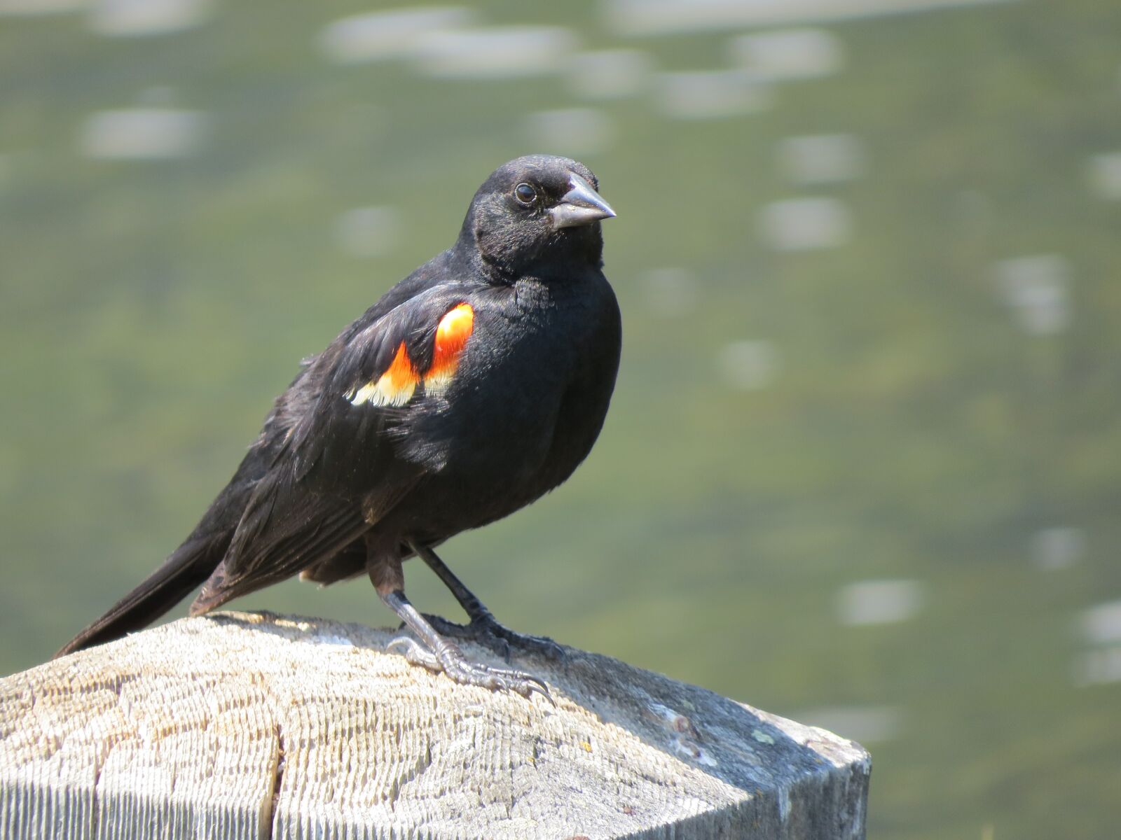 Canon PowerShot SX50 HS sample photo. Rotschulterst rling, red-winged starling photography