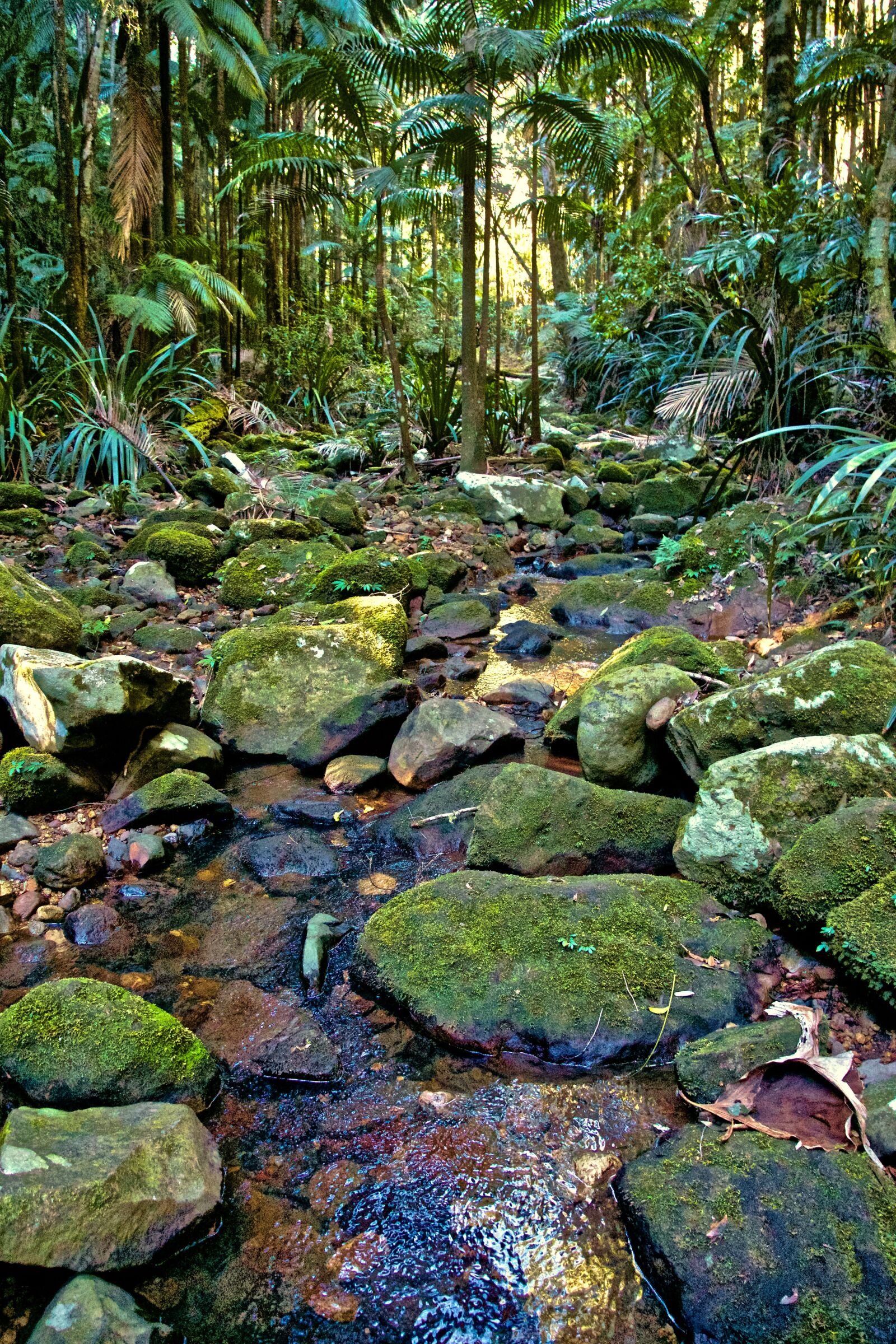 Sony E 18-135mm F3.5-5.6 OSS sample photo. Nature, moss, forest photography