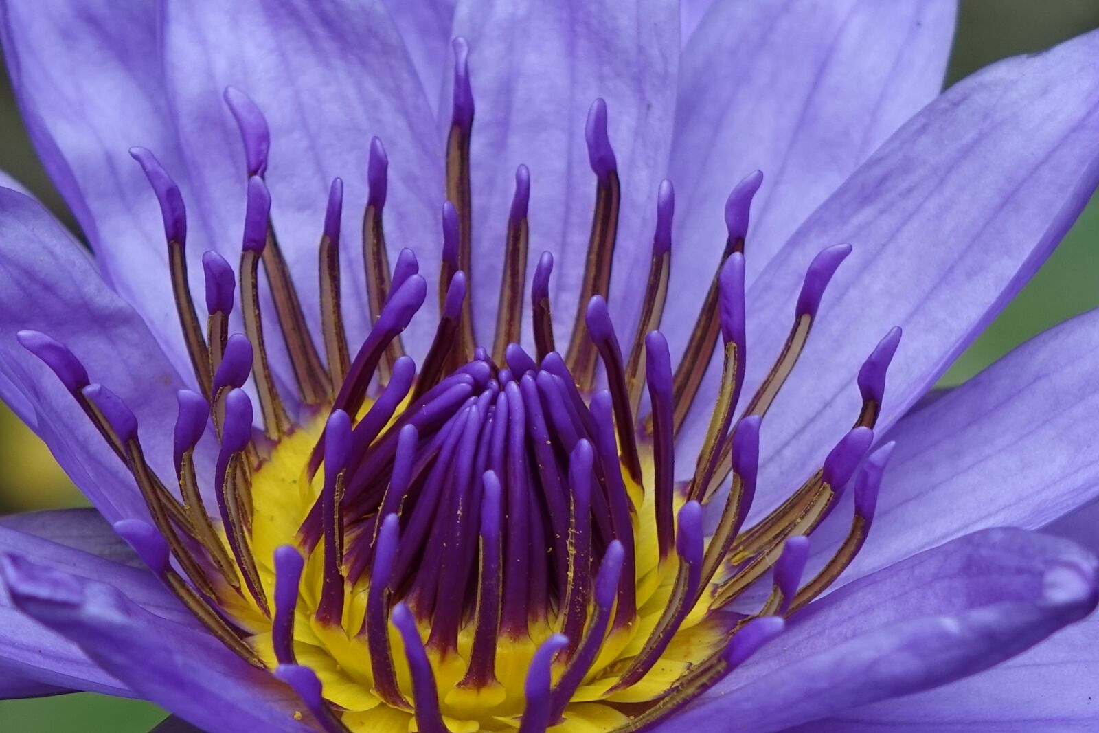 Sony Cyber-shot DSC-RX10 sample photo. Lotus, purple, 蓮 perfume flowers photography