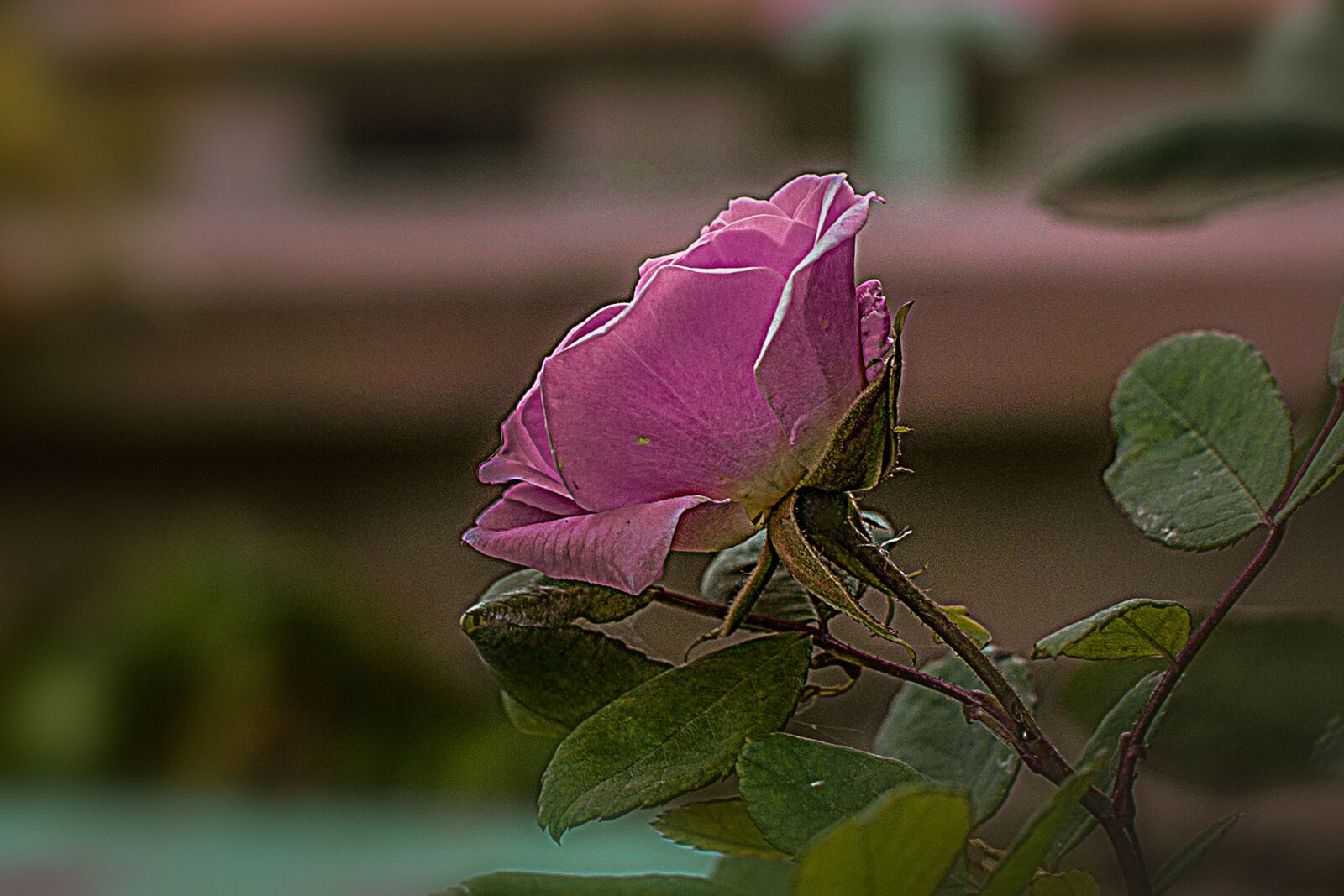 Nikon D600 sample photo. Rosa, flower, bella photography