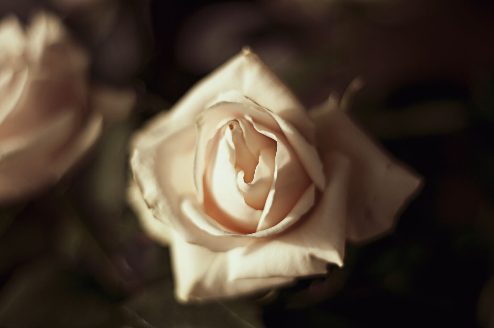 KONICA MINOLTA DYNAX 7D sample photo. Flower, rose photography
