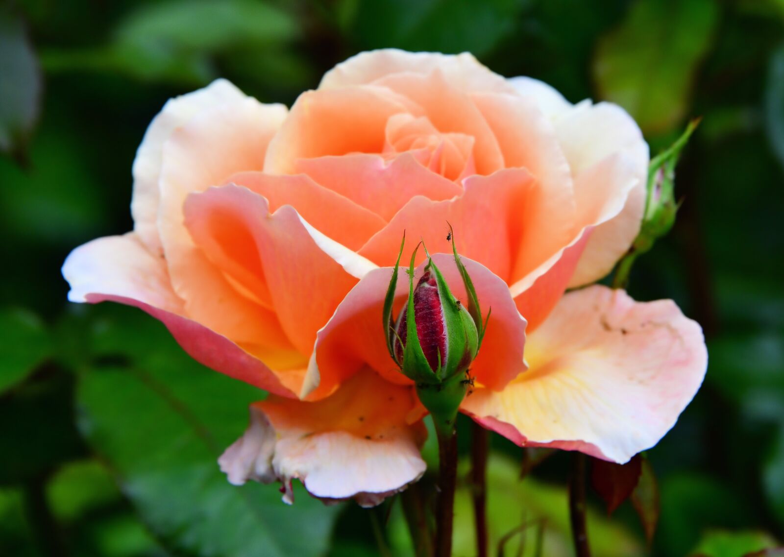 Nikon D850 sample photo. Rose, flower orange, leaf photography