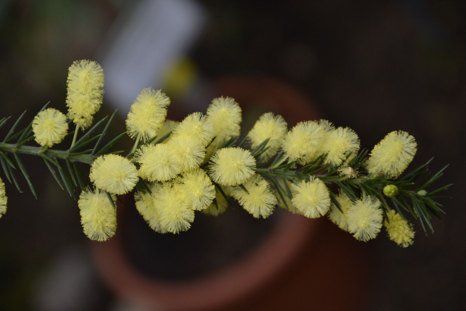 Nikon D3100 sample photo. Nature, plant, flower photography