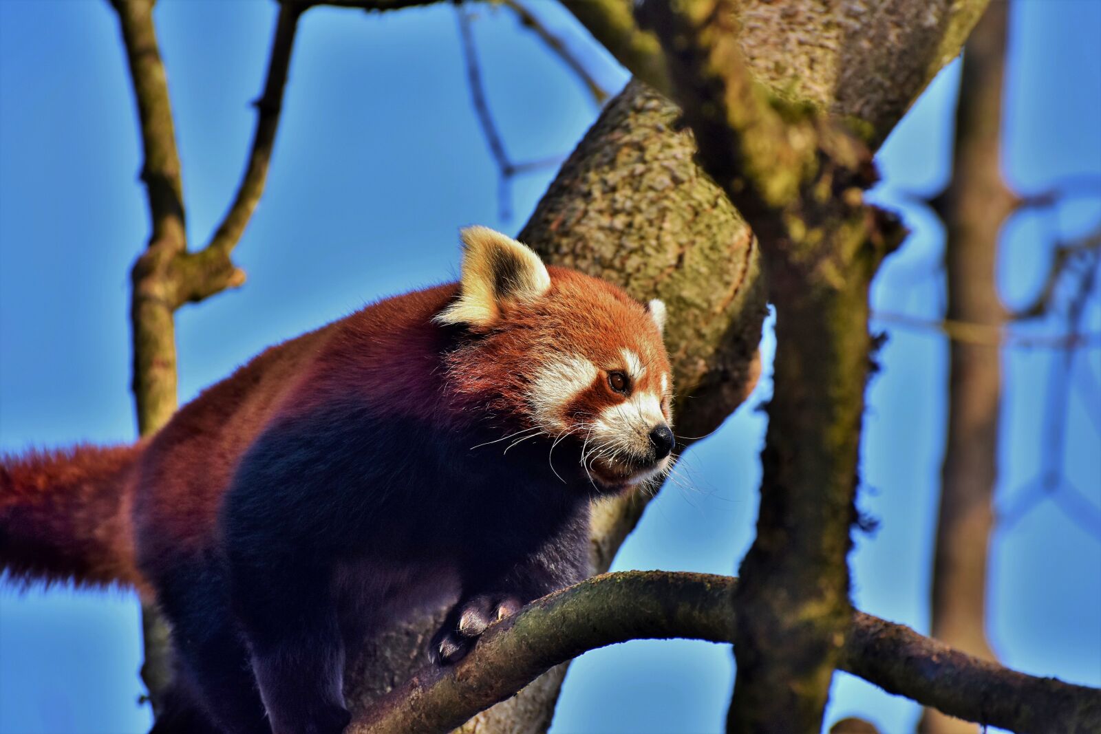 Nikon D7200 sample photo. Panda, panda bear, brown photography