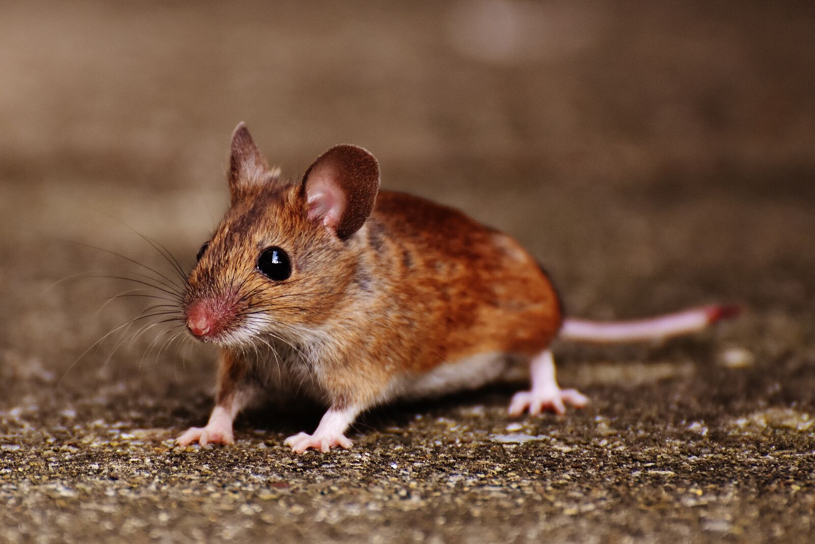 Nikon D7200 sample photo. Mouse, rodent, cute photography