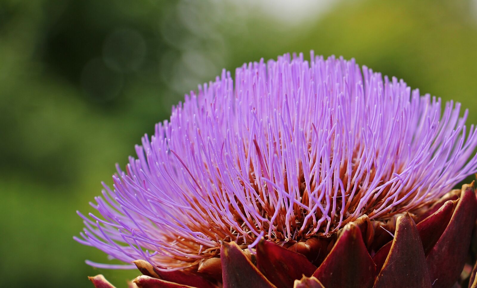Canon EOS 550D (EOS Rebel T2i / EOS Kiss X4) sample photo. Artichoke, artichoke flower, blossom photography
